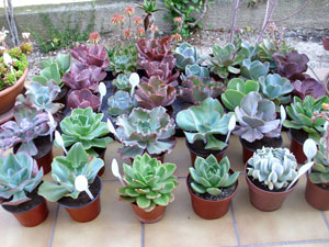 planter une plante grasse